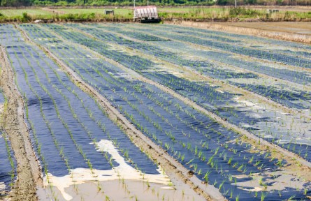 浙江杭州瓶窯鎮(zhèn)：率先試點(diǎn)可降解膜種植有機(jī)水稻技術(shù)