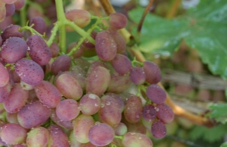 河北邯鄲永年區(qū)張西堡鎮(zhèn)：葡萄晶瑩透亮 美味可口