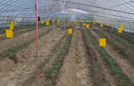 番茄病毒病不能忽視，夏季減產(chǎn)嚴(yán)重，農(nóng)戶要做好3點(diǎn)