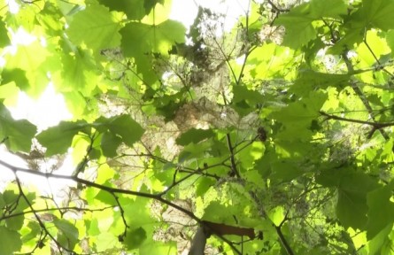 美國白蛾防治方法