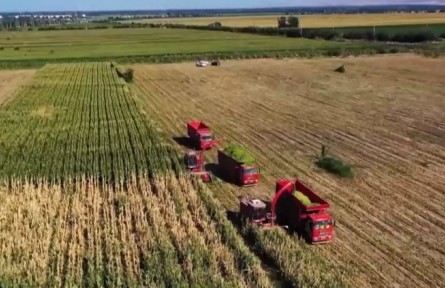 新疆：600多萬畝青貯玉米喜獲豐收進(jìn)入收割季 推行農(nóng)畜種養(yǎng)結(jié)合發(fā)展模式