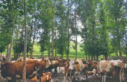 內(nèi)蒙古興安盟：精耕鄉(xiāng)村 聚力振興