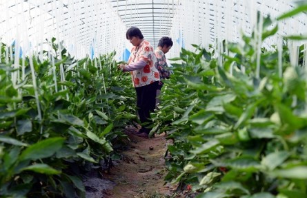 山東濟寧市嘉祥縣老僧堂鎮(zhèn)：黨建引領(lǐng)強產(chǎn)業(yè) 鄉(xiāng)村振興正當(dāng)時