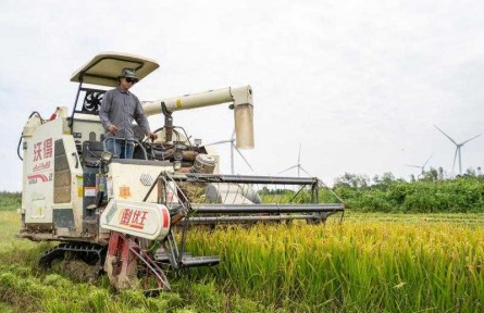 空氣中彌漫稻谷清香，“兩無(wú)化”大米又要上市了！