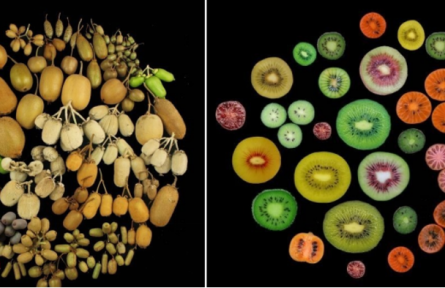 物種故事|獼猴桃：我還有麻辣味的，你吃過(guò)嗎？