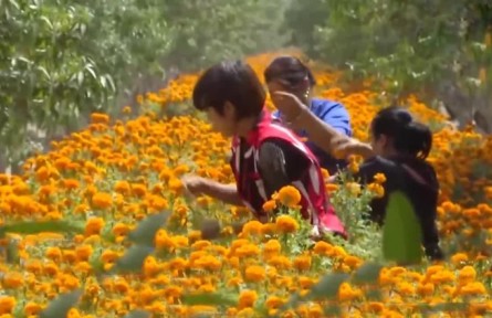 豐收中國·新疆莎車：巴旦木掛枝頭 林下套種雙豐收