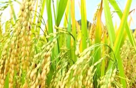 豐收中國·云南廣南：“八寶米”喜獲豐收 標準化生產(chǎn)帶動增收