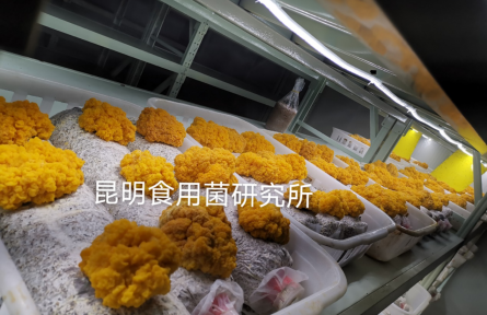 昆明食用菌研究所赴陜西柞水開展金耳栽培技術(shù)服務(wù)