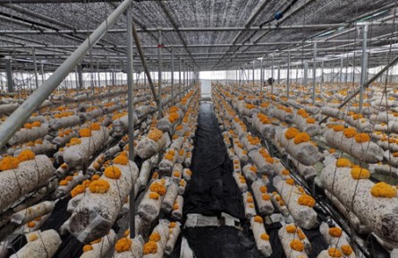 昆明食用菌研究所落實(shí)習(xí)近平總書記指示精神開展木耳產(chǎn)業(yè)科技服務(wù)