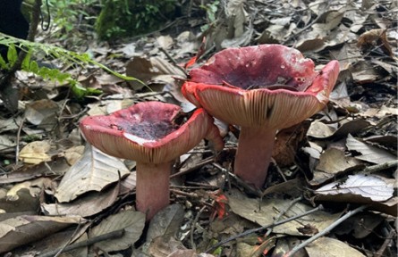 昆明食用菌研究所開展省重大科技專項(xiàng)子課題實(shí)施進(jìn)展情況自查及技術(shù)服務(wù)指導(dǎo)