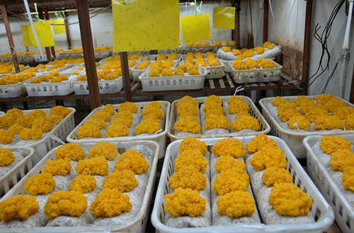 昆明食用菌研究所聯(lián)合開發(fā)金耳工廠化栽培技術(shù)成效初現(xiàn)