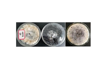 41、成果名稱：桑黃菌發(fā)酵桑葉紅茶關(guān)鍵技術(shù)