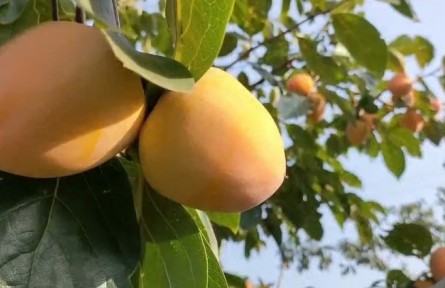 陜西富平大渠村：金秋十月柿果香 歡迎大家來品嘗