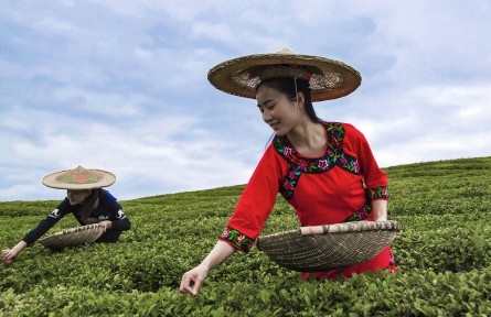 孫文平：貴州采茶人“走進鄉(xiāng)村看小康”攝影作品征集