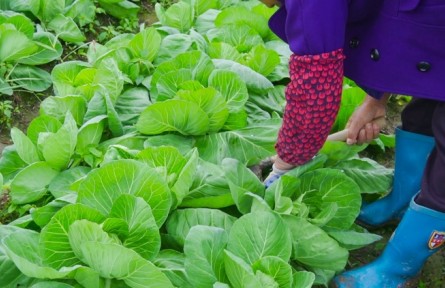 包心菜生長期的養(yǎng)護(hù)要點