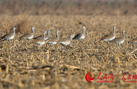國家一級保護野生動物大鴇連續(xù)16次到河北雄安新區(qū)越冬