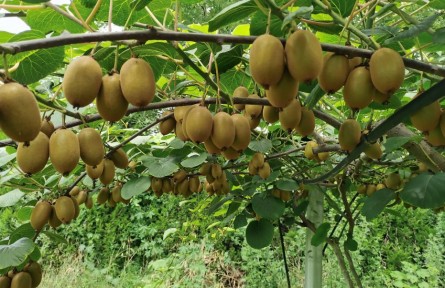 【農(nóng)業(yè)知識】冬季獼猴桃園管理技術(shù)要點