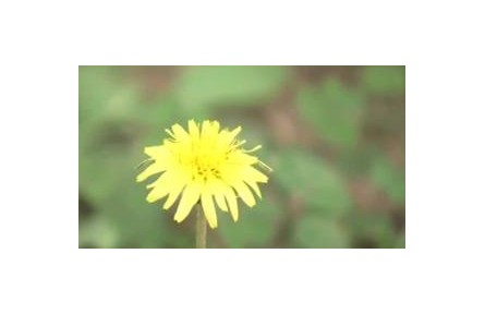 夏末秋初花粉過(guò)敏高發(fā) 誰(shuí)是罪魁禍?zhǔn)祝?></a></td>
<td align=