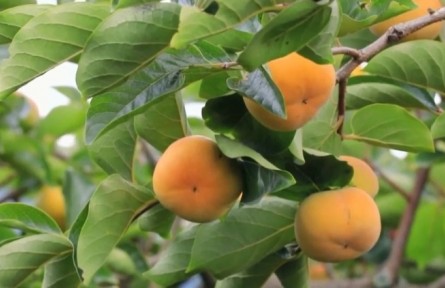 云南昆明：以品牌農(nóng)業(yè)建設 助力鄉(xiāng)村振興戰(zhàn)略