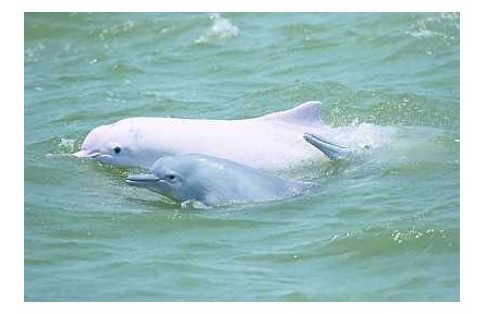 物種故事 | 中華白海豚：我是萌萌的“海上大熊貓”，我需要你的保護