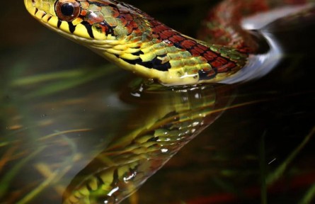 大眼斜鱗蛇：可甜可咸，我是不一樣的煙火