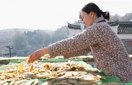 湖南寧遠小桃源村：古村落打造新品牌 小紅薯培育大產(chǎn)業(yè)