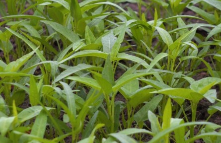 農作物小百科：空心菜