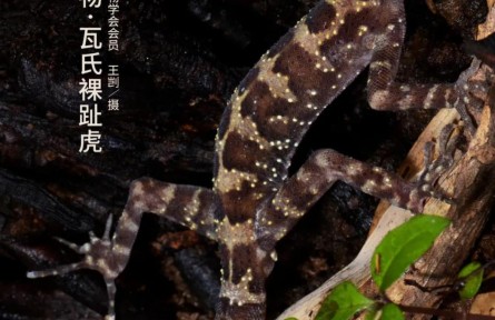 物種故事 | 瓦氏裸趾虎：雖然不會爬窗戶，可我長得萌??！