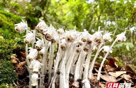 物種故事 | 水晶蘭：晶瑩潔白的我喜歡生長在人跡罕至的地方