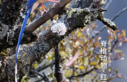 物種故事 | 紅嘴藍鵲：你的好奇，可能會害得我“拋妻棄子”