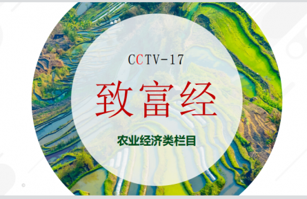 CCTV-17農(nóng)業(yè)農(nóng)村頻道-《致富經(jīng)》欄目