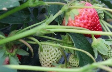 江蘇儀征茶蓬村：邂逅“紅顏” 盡享冬日“莓”好時(shí)光