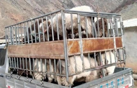 青海貴德：改變畜牧業(yè)發(fā)展方式 助力牧民增收