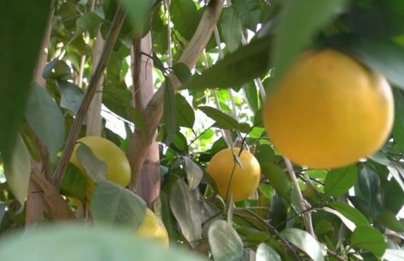 葡萄柚的冬季管理