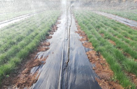 鼠茅草問答丨春季天氣變暖，鼠茅草什么時(shí)間澆水？