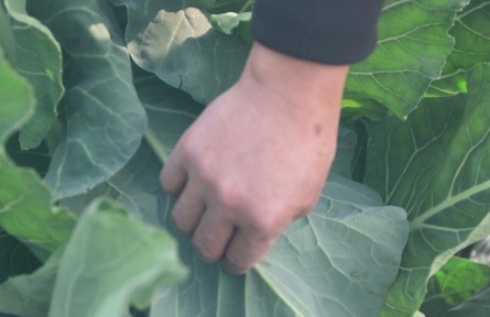 越冬花菜種植要點(diǎn)