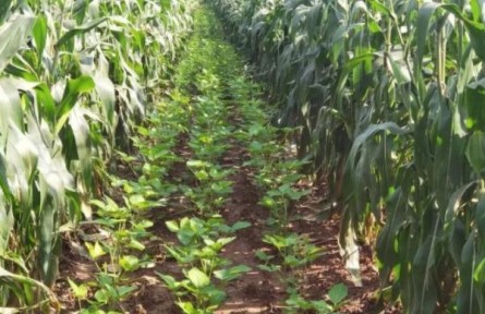 中央一號文件中的玉米大豆帶狀復(fù)合種植是什么？