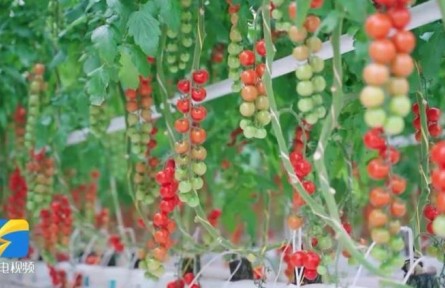 山東發(fā)布鄉(xiāng)村振興“五化” 標準體系 領跑行業(yè)標準化建設