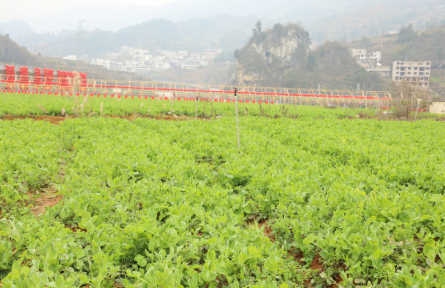 貴州凱里：“校農(nóng)結(jié)合”守護學(xué)生“舌尖”上的安全