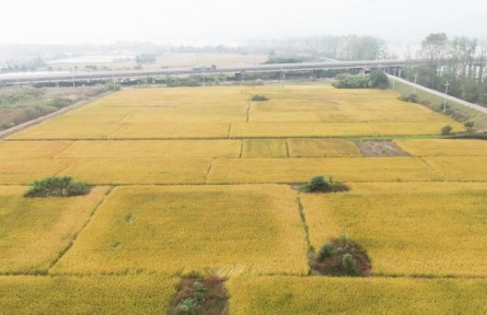 如何進行稻谷實測調(diào)查