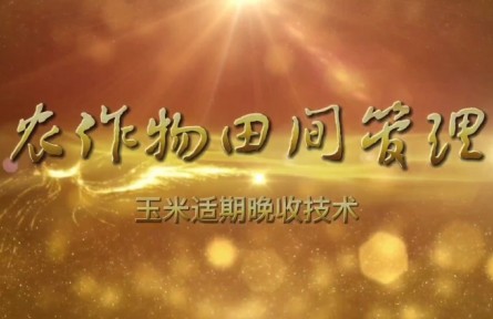 玉米適期晚收技術(shù)