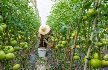 接力24小時(shí)：一顆“浙江菜”是如何發(fā)往上海的？