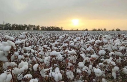 新疆棉花為啥好？原來，跟氣象條件有關(guān)