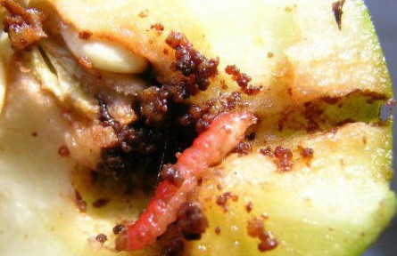 梨小食心蟲(chóng)迷向絲，讓果樹(shù)“心病”有的治