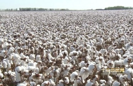 新疆兵團(tuán)推出棉花質(zhì)檢新技術(shù)：5G+，實(shí)現(xiàn)3分鐘棉花質(zhì)量檢測(cè)