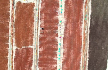 廣西浦北：千畝八角矮化 萬戶農(nóng)民增收