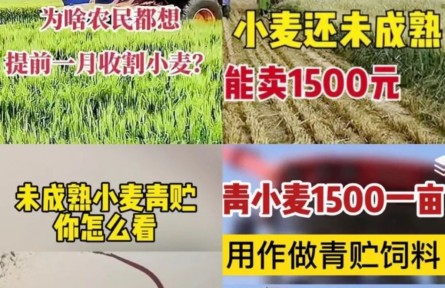 青小麥收割當飼料賣，一畝1500元？農(nóng)業(yè)農(nóng)村部：嚴查毀麥行為！