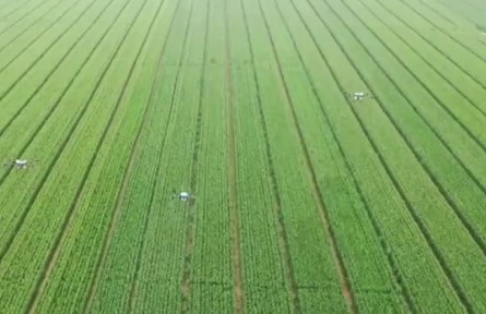 河南：做好小麥后期管理 奪取夏糧豐產(chǎn)豐收