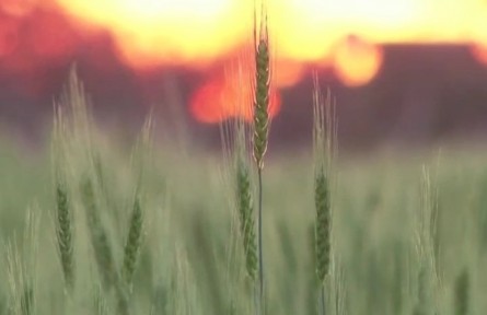 全球第二大小麥生產(chǎn)國(guó)印度宣布出口禁令