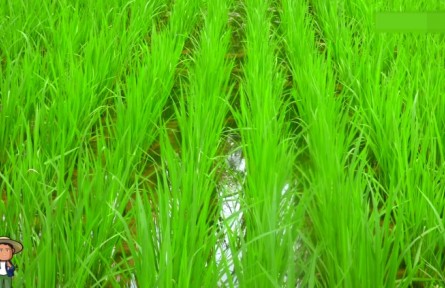 農(nóng)業(yè)知識·單季晚稻機械化育插秧生產(chǎn)技術(shù)⑤：大田肥水管理